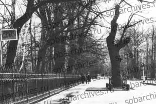 Дуб, окружённый оградой, на набережной реки Крестовки, 2. Фото нач. 1980-х гг.